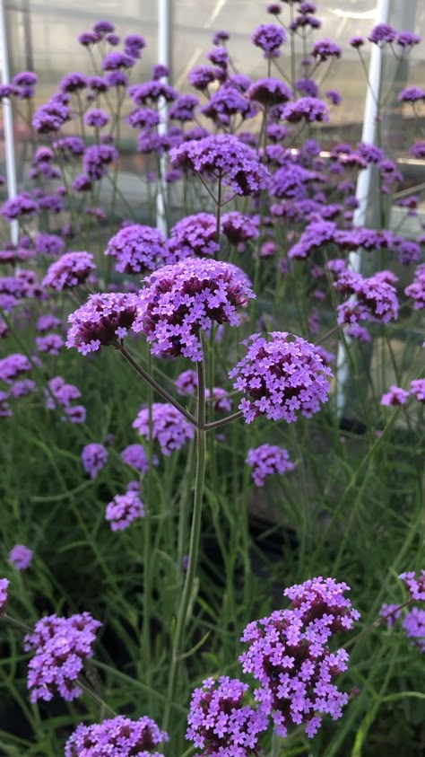 Kaktus Dan Sukulen, Verbena Bonariensis, Funny Vine, Herbaceous Border, Purple Garden, Have Inspiration, Beautiful Flowers Garden, Back Gardens, Growing Plants