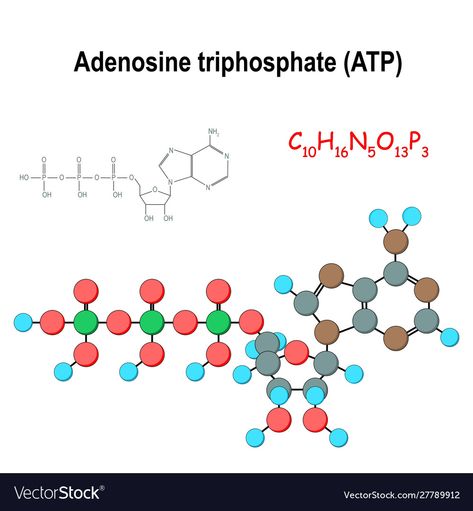 Adenosine Triphosphate, Chemical Formula, Pharmacology, Business Names, Biology, Png Images, Anatomy, Adobe Illustrator, Vector Free