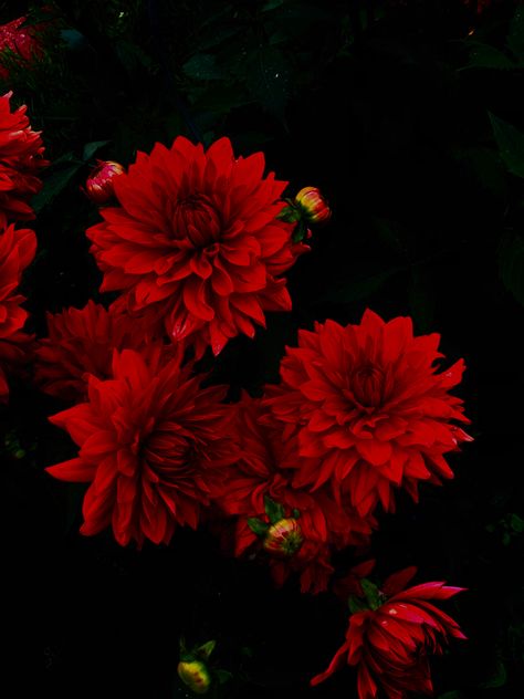 Red Dahlia Flower Aesthetic, Dahlia Flower Background, Red Dahlia Aesthetic, Dalia Flower Aesthetic, Red Chrysanthemum Aesthetic, Feminism Images, Dahlia Flower Aesthetic, Ivan Karamazov, Dahlia Flower Wallpaper