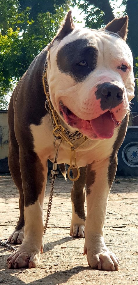 One of the biggest xxl pitbull in india Golden Pitbull, Xxl Pitbull, Pitbull Dog Video, Pitbull Xxl, Bully Xxl, New Album Song, Meldi Ma Hd Photo, Beach Background Images, Canine Art