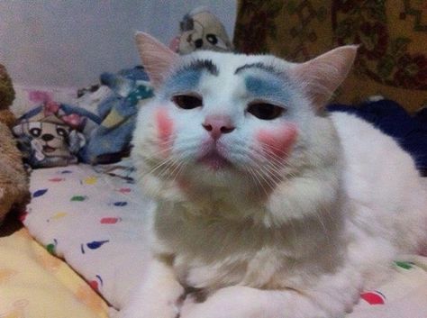 Funny Natasha Allegri, Makeup Humor, Animal Pics, Free Style, Cute Anime Wallpaper, Profile Pictures, Some Pictures, Crazy Cats, Cat Lady