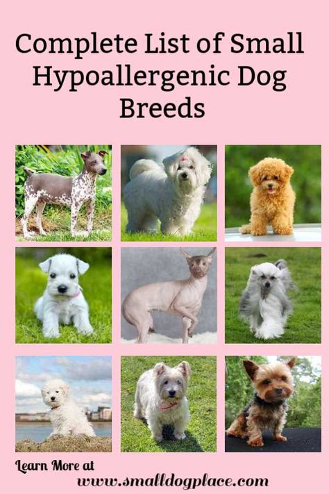 Hypoallergenic Dog Breeds Low Shedding Dog Breeds, Low Shedding Dogs, Dog Breeds Chart, Miniature Dog Breeds, Toy Breeds, Hypoallergenic Dog Breed, Most Expensive Dog, Expensive Dogs, Miniature Dog