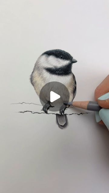 Abundance Illustration Inc. on Instagram: "Hi loves! Sounds on😀 I did a tutorial for this little chickadee drawing! This was going to be for an order, but I realized I had a chickadee drawing in my studio that I could add to the order instead, so this one is in my Etsy shop. Enjoy! Sending you all love! #chickadee #arttutorial #tutorial #artvideo #artprocess #artprogress #drawingprocess #drawingprogress #drawingtutorial #blackcappedchickadee #birdart #birding #birdsofinstagram #tinybird #coloredpencil #coloredpencildrawing #prismacolor #coloradoart #coloradolife #alaskalife #drawings #tinyart #bird #drawingoftheday #animalart #wildlifeart" Abundance Illustration, Chickadee Illustration, Chickadee Drawing, Love Birds Drawing, Bird Pencil Drawing, Prismacolor Drawing, Draw Birds, Chickadee Art, Animals Drawing