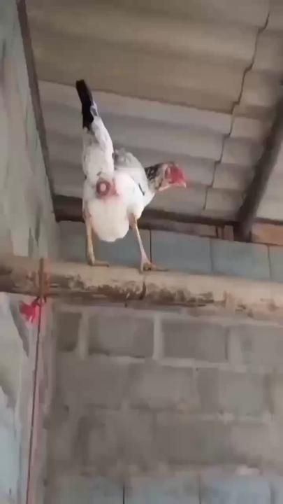 Chicken Song, Fancy Chickens, Animals Amazing, Cute Chickens, Animal Antics, Chicken Humor, Funny Birds, Pretty Animals, Pet Chickens