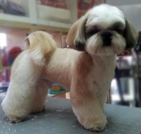 Shih tzu Shih Tzu Haircuts, Perro Shih Tzu, Chien Shih Tzu, Shitzu Dogs, Dog Grooming Styles, Shih Tzu Grooming, Creative Grooming, Shih Poo, Puppy Cut