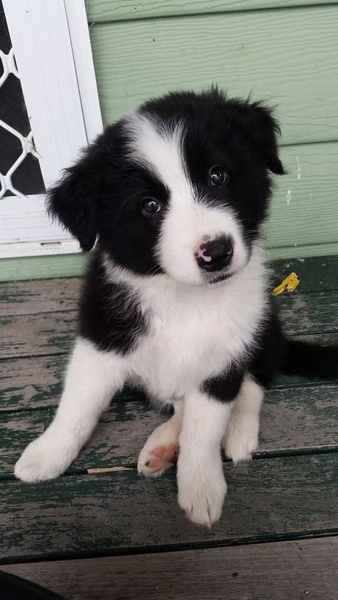 Boarder Collie Aesthetic, Cute Border Collie Puppies, Black And White Dog Aesthetic, Border Collie Puppy, Border Collie Puppies, Farm Dogs, Collie Puppies, Black And White Dog, Cute Animals Images