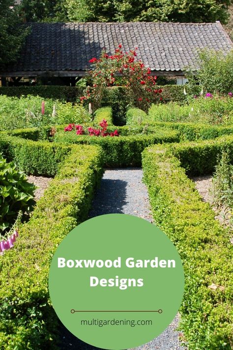 How to grow Boxwood trees for beautiful garden designs. Boxwood Hedges, Boxwood Landscaping, Tomato Fertilizer, Boxwood Tree, Buxus Sempervirens, Boxwood Plant, Boxwood Garden, Boxwood Hedge, Front Yard Fence