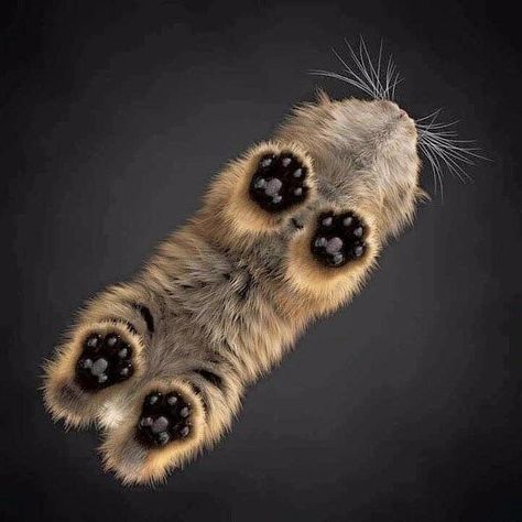 54 Fun Filled Randoms to Entertain and Amuse - Funny Gallery Toe Beans, A Cat, Black