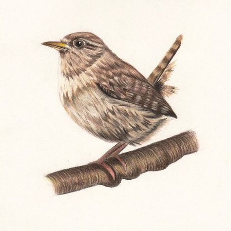 Wren Illustration, Wren Drawing, Jenny Wren, Drawing Bird, Twitter Art, Colour Pencil, Pastel Pencils, Color Pencil Drawing, Bird Drawings