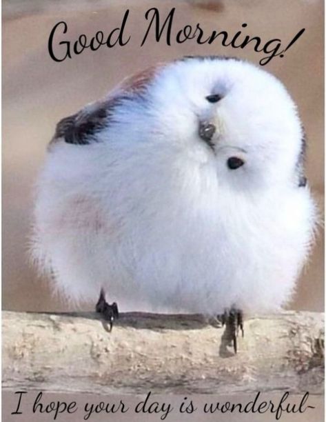 Good Morning Quotes With Birds, Good Morning Birds Images, Good Morning Birds, Birds Images, Morning Birds, Good Morning Animals, Photos Of Good Night, Positive Good Morning Quotes, Good Morning Beautiful Pictures