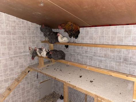 Easy Clean Chicken Roost, Easy Clean Up Chicken Coop, Poop Board Chicken Coop, Chicken Perch Diy, Poop Boards For Chickens, Chicken Coop Walls, Chicken Coop Poop Shelf, Poop Shelf Chicken Coop, Easy Clean Chicken Coop Design