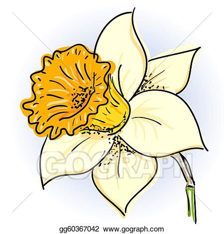 Daffodil Tattoo, Narcissus Flower, Flower Drawing Tutorials, Pencil Sketch Images, Flower Art Drawing, Hand Painted Wine Glasses, Stained Glass Flowers, Metal Garden Art, Spring Painting