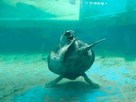 Dancing Turtle, Turtle Gif, Happy Turtle, Aw Yeah, Funny Happy, Birthday Gif, On The Ground, Animal Memes, 귀여운 동물