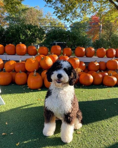 At Berdoodle, Bernedoodle Aesthetic, Merle Bernedoodle Full Grown, Berne Doodle, Bernedoodle Full Grown, Bernadoodle Puppy, St Berdoodle, Dog Remedies, Beautiful Dog Breeds