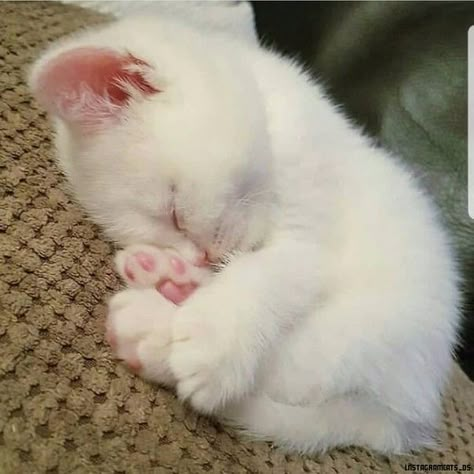 White Kitten, Cute Little Kittens, Söt Katt, Silly Cats Pictures, Cute Cats Photos, Cute Kitties, Super Cute Animals, Cute Animals Images