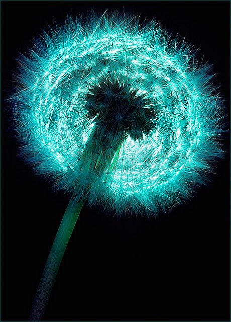 Turquoise Aesthetic, Foto Macro, Fantastic Voyage, A Dandelion, Dream Journal, The Wizard Of Oz, Shades Of Turquoise, Aqua Turquoise, Feeling Blue