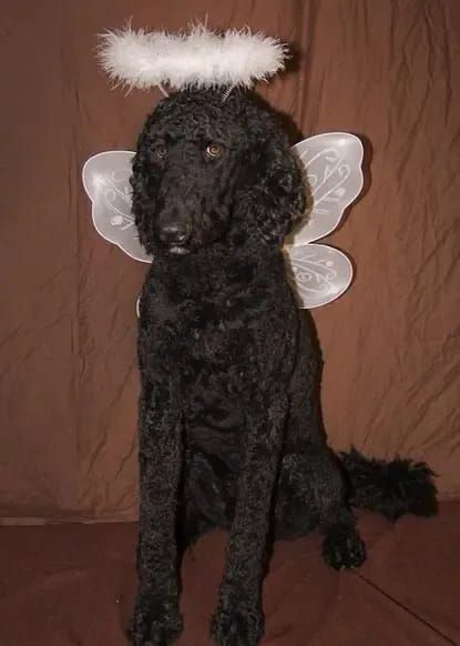 Try one of these trendy Halloween costumes for your Poodle Trendy Halloween Costumes, Trendy Halloween, Standard Poodle, Exotic Pets, Program Design, Pet Names, Animal Memes, Your Pet, Halloween Costume