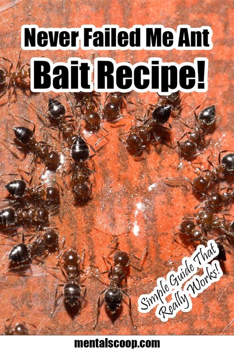 Ant Bait Homemade, Borax Ant Killer Recipe, Borax Ant Poison Recipe, Ant Bait Borax Sugar, Diy Ant Killer Indoor, Ant Killer Borax, Borax Ant Killer, Borax For Ants, Fire Ant Bites