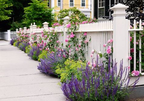 White picket fence with purple salvia and pink roses ©jStock - stock.adobe.com Purple Salvia Landscaping, Salvia Garden Design, Salvia Plant Landscaping, Rose Bushes Landscape, Cv Landscape, Fence With Plants, Fence With Flowers, Rose Fence, Flower Combinations