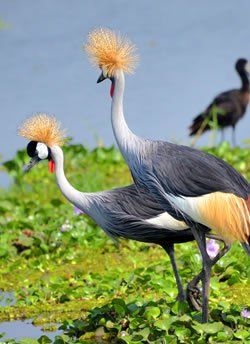 Crested Crane, Grey Crowned Crane, Weird Birds, Crowned Crane, Migratory Birds, Crane Bird, Wildlife Safari, Safari Tour, Exotic Birds