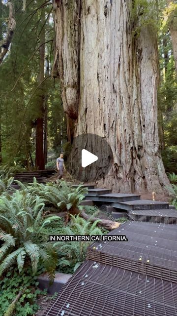 68K views · 6.3K likes | Peter on Instagram: "Top Places in California 👇

✅ Follow @peterowenfilms for California Recommendations!

✅ Save this video so you can find it later!

✅ Send this video to a friend who’d like to join!

This is one of my favorite trails to see the Redwood trees in Northern California. It’s short, easy, and a feast for the eyes.

📍 Jedediah Smith Redwoods State Park - Grove of the Titans

#california #hikecalifornia #redwoods #redwoodforest #redwoodtrees #hike #cali" Jedediah Smith Redwoods State Park, Redwood Trees, California Hikes, 50k Views, Places In California, Redwood Tree, The Titans, Redwood Forest, California Travel