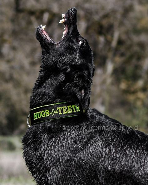 Cr: working_germanshepherd Dog Handler Aesthetic, Guard Dog Aesthetic, German Shepherd Guard Dog Aesthetic, Black Guard Dog, Guard Dog Training, Baby German Shepherds, Herding Dogs Breeds, Puppy Checklist, Dog Soldiers