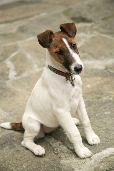 Fox Terrier Smooth, Cutest Small Dog Breeds, Best Small Dog Breeds, Dog Types, Dog Breeds That Dont Shed, Best Small Dogs, Smooth Fox Terriers, Toy Dog Breeds, Cute Small Dogs