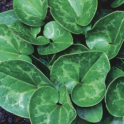 Wild Ginger Plant, Evergreen Groundcover, Ginger Plant, Wild Ginger, Plant Guide, Fine Gardening, Ground Cover Plants, Cold Frame, Woodland Garden