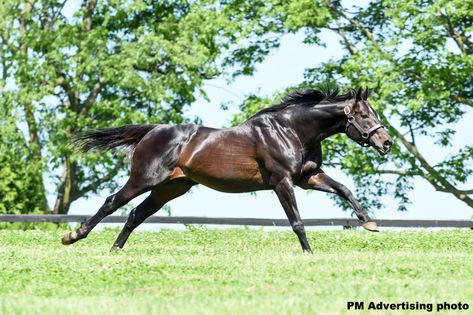 'We Are All Extremely Saddened': WinStar Farm's Pioneerof the Nile Dies Suddenly At 13 - Horse Racing News | Paulick Report 3/18/2019 Thoughrobred Horse, Throughbred Horses, Horses Thoroughbred, Derby Horse, Preakness Stakes, Horse Galloping, American Pharoah, Triple Crown Winners, Pony Breeds