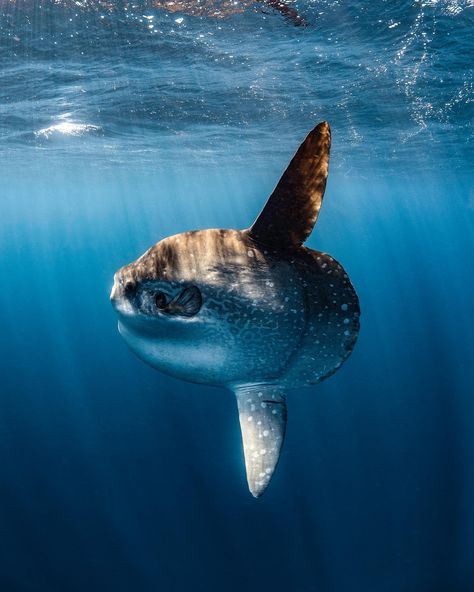 Image contains: Water, Aquatic, Outdoors, Shark, Animal, Fish, Sea Life, Nature Biology Motivation, Marine Life Photography, Ocean Life Photography, Fat Animals, Mola Mola, Marine Wildlife, Pretty Fish, Aquatic Creatures, Reef Fish