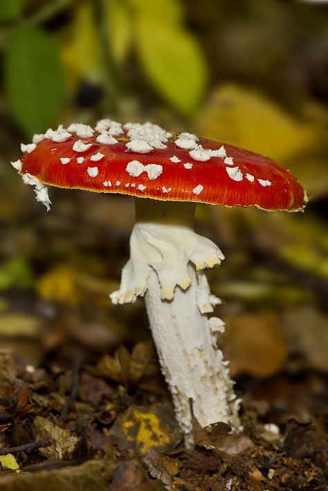 Mushrooms Nature, Mushroom Photo, Uk Mushrooms, Fly Agaric Tattoo, Australian Mushrooms, Mushrooms Photography Nature, Fly Agaric, Cool Mushrooms Real, Nature Aesthetic Mushroom