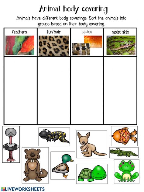 Animal Coverings Kindergarten, Body Covering Of Animals Worksheet, Animal Body Parts Worksheet, Insect Body Parts, Animal Coverings, Sorting Worksheet, Biological Science, Animal Body Parts, Farm Animals Theme