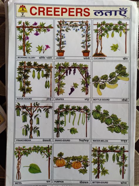 Trees Name In English, The Greedy Dog, Soil Regeneration, Plants Worksheets, Creepers Plants, Climber Plants, Kids Routine Chart, Kids Routine, Planting For Kids