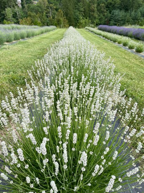 Lavender Farm Fields with ‘Melissa’ Lavender. A white lavender with pink undertones. White Lavender Garden, Small Lavender Garden, Lavender Landscaping Ideas, Lavender Garden Landscaping, Melissa Lavender, Lavender Landscaping, White Bushes, Lavender Path, Lavender Companion Plants