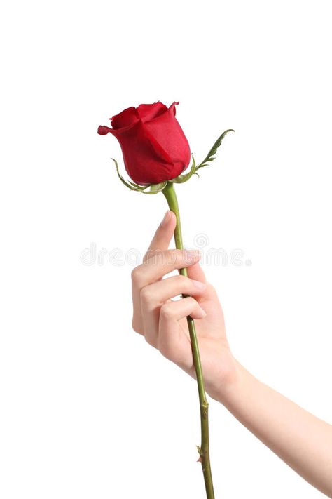 Beautiful woman hand holding a red rose. And showing her manicure on a white iso #Sponsored , #ad, #AD, #hand, #Beautiful, #red, #holding Holding Rose Pose, Hand Holding Rose, Holding Hands Drawing, Rose In Hand, Rose Reference, Hands Holding Flowers, Burning Rose, Rose Flower Photos, Hands Reaching Out