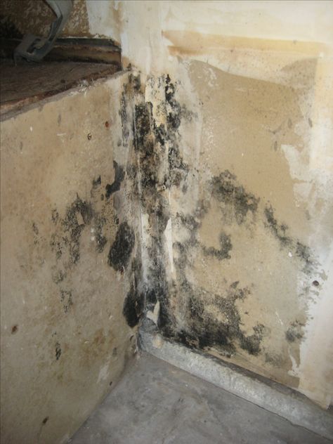 Mold Symptoms, Black Mold Symptoms, Dynamic Drawing, Remove Mold, Mold Removal, Prison Cell, Removal Company, Construction Tools, Film School