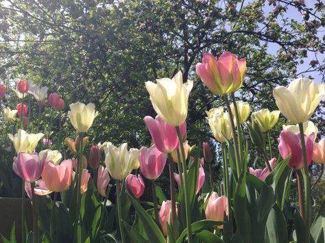 Aesthetic Tulips, Cute Wallpapers Aesthetic, Poetry Aesthetic, Tulip Garden, Nature Words, Tulips Garden, Nothing But Flowers, Flower Therapy, Spring Vibes