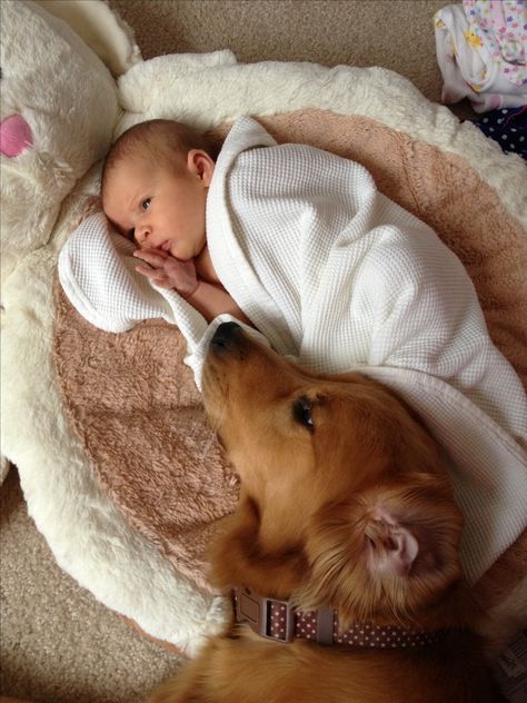 Molli, our golden retriever, was loving on our newborn baby girl. Too sweet! Lucky to have a dog who loves her as much as we do! Family With Golden Retriever, Golden Retriever With Baby, Baby And Golden Retriever, Golden Retriever Family, Golden Retriever Baby, Photos With Dog, Love My Dog, Animals Friendship, Best Dog Breeds