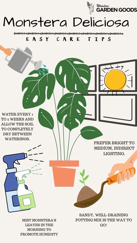 Monstera Plant Placement, How Much Light Does A Monstera Need, Montesara Plant Care, Monstera Plant Hacks, Care For Monstera Plant, How To Plant Monstera, Planting Monstera Cuttings, Monstra Plant Care, Monstera Care Tips