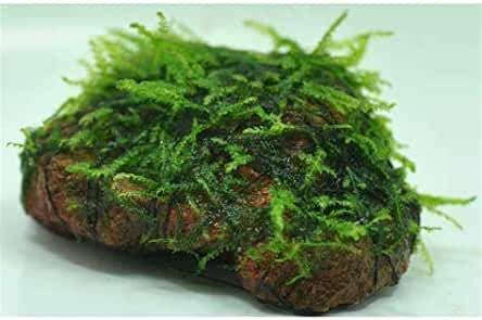 Amazon.com: Java Moss Moss On Rocks, Ecosystem In A Bottle, Java Moss, Moss Tree, Build A Terrarium, Types Of Moss, Terrarium Jar, Live Aquarium Plants, Live Aquarium