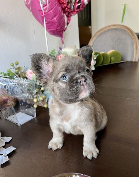 French Bulldog “Visual Fluffy Puppies “ Fluffy French Bulldog Puppies, Fluffy Frenchie Puppy, Fluffy Bulldog, Fluffy French Bulldog, Fluffy Frenchie, Miniature French Bulldog, Devon Rex Kittens, Cute Fluffy Puppies, French Bulldog For Sale