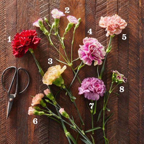 Yes, You Can Make A Carnation Arrangement to Impress – Here's How Flower Arrangements With Carnations, Carnation Arrangements Vases, Mini Carnation Bouquet, Carnation Arrangements Simple, Carnation Flower Arrangements Ideas, Dozen Roses Arrangement, Carnation Flower Arrangements, Carnation Wedding Centerpieces, Formal Centerpieces