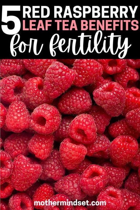 I love this post and the red raspberry leaf tea benefits for fertility she explains! Raspberry Leaf Tea Fertility, Red Raspberry Leaf Tea Benefits, Rasberry Leaf Tea, Raspberry Leaf Tea Benefits, Red Raspberry Tea, Red Raspberry Leaf Tea, Fertility Tea, Fertility Smoothie, Healthy Period