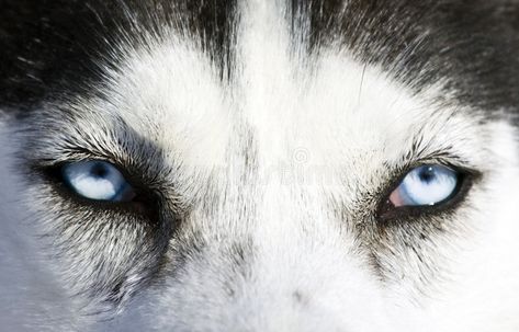 Husky Eyes Tattoo, Bella Tattoo, Husky Eyes, Heterochromia Eyes, Blue Eyes Aesthetic, Black Husky, Dog Husky, Dog Stock Photo, Animal Eyes