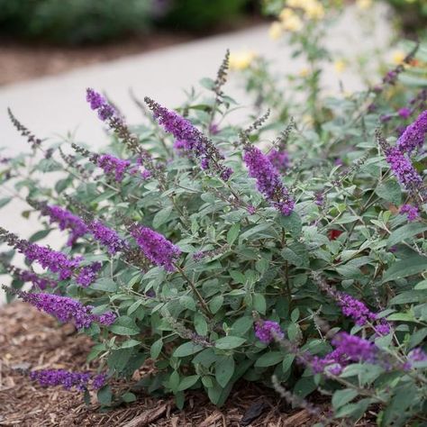 The colorful flowering butterfly bush is easy to care for and a favorite of gardeners and butterflies alike. Butterfly Bush Landscaping, Hillside Plants, Buddleia Butterfly Bush, Butterfly Bush Care, Butterfly Bushes, Agapanthus Plant, Front Landscape, Buddleja Davidii, Milkweed Seeds