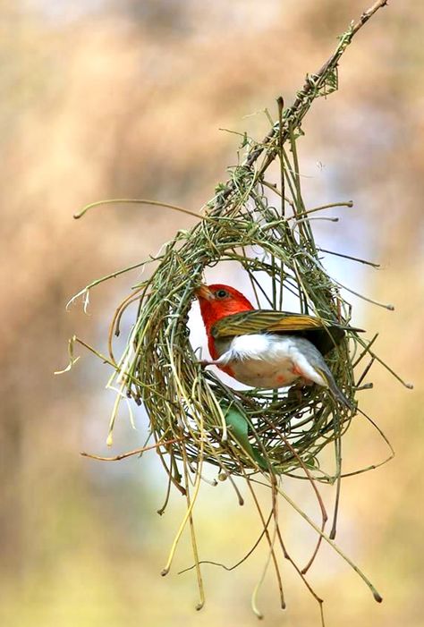 A male Red-headed Weaver bird (Anaplectes rubriceps). This crimson and white member of the weaver family is found in Africa’s tropical habitats south of the Sahara Desert. Weaver Bird, Bird Nests, Animal Illustration Art, The Sahara Desert, The Weaver, Finches, Sahara Desert, Exotic Birds, Bird Pictures