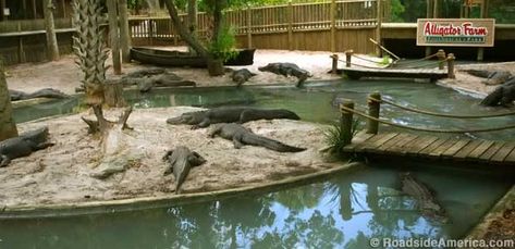 Alligator Enclosure, Albino Alligator, Summer Vacation Activities, Madeira Beach, Vacation Activities, St Augustine Florida, Roadside Attractions, Old Florida, Road Trippin