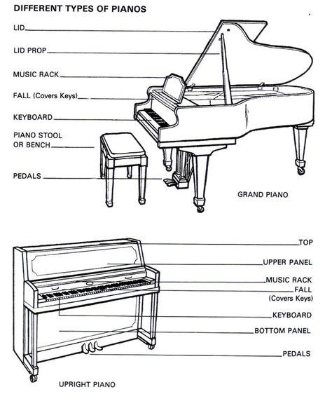 Baby Grand Piano Studio Singing, Education Notes, Types Of Pianos, Piano Worksheets, Piano Pedagogy, Acoustic Piano, Basic Anatomy, Keyboard Lessons, Piano Lessons For Beginners