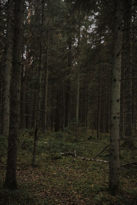 Forest Graveyard, Magical Forest, Graveyard, Nature Wallpaper, Dark Art, Aura, Forest, Wood, Art