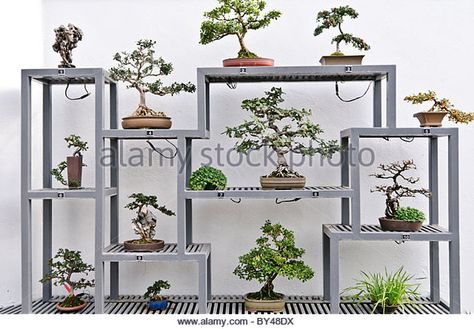 Bonsai Nursery, Japanese Bonsai Tree, Montreal Botanical Garden, Bonsai Forest, Garden Bonsai, Pre Bonsai, Bonsai Tree Types, Bonsai Tree Care, Indoor Bonsai Tree